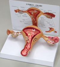 Uterus Ovary Anatomical Model Pharmaceutical and Anatomical Model Gifts